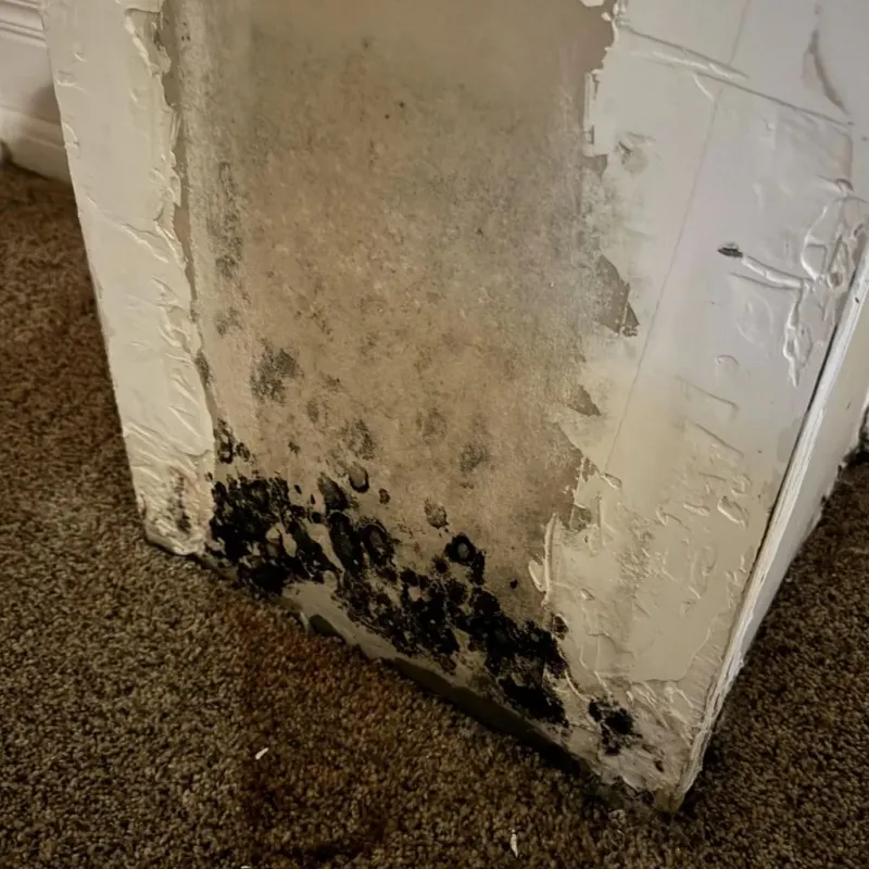 Professional Mold Removal in Hickman, KY